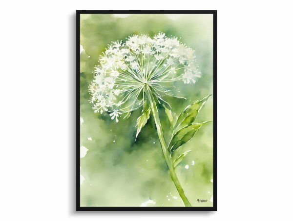 watercolour botanical print flowers queen annes lace front view 1