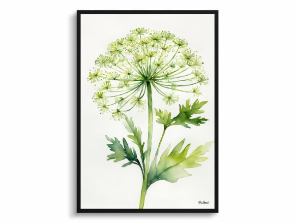 watercolour botanical print flowers queen annes lace minimalist front view 1