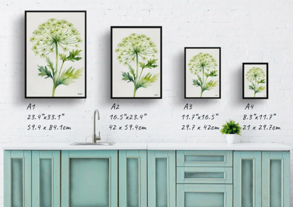 watercolour botanical print flowers queen annes lace minimalist print size comparison 1