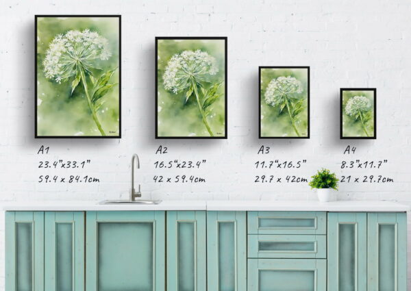 watercolour botanical print flowers queen annes lace print size comparison 1