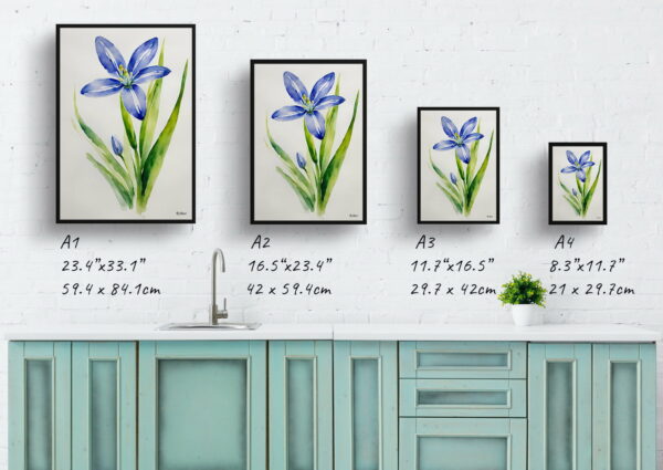 watercolour botanical print flowers scilla bifolia minimalist print size comparison 1