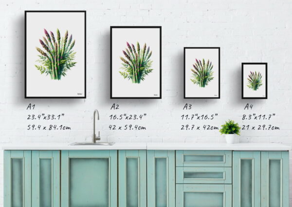 watercolour realist flowers gijnlimasparagus officinalis print size comparison 1