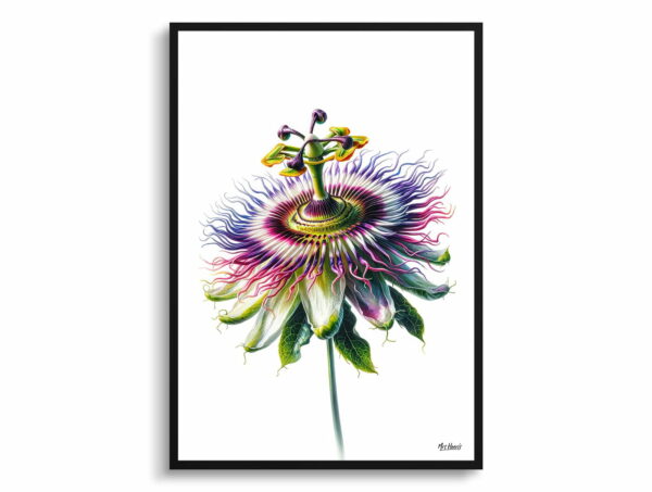 watercolour realist flowers passion flowerpassiflora front view 1