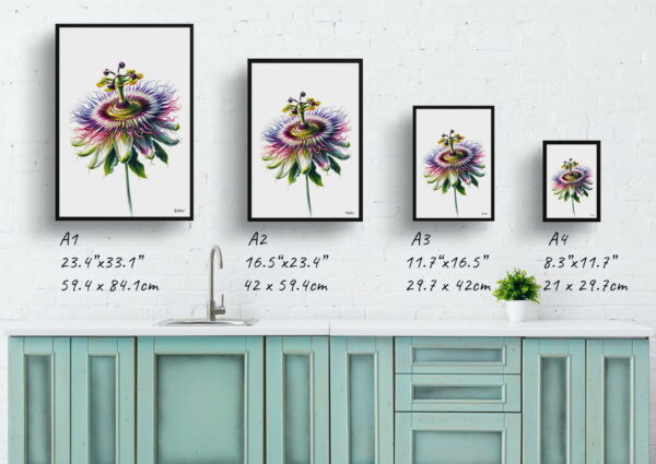 watercolour realist flowers passion flowerpassiflora print size comparison 1