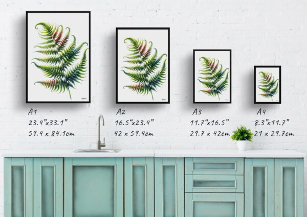 watercolour realist flowers sensitive fernonoclea print size comparison