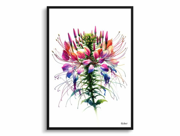 watercolour realist flowers spider flowercleome front view 1