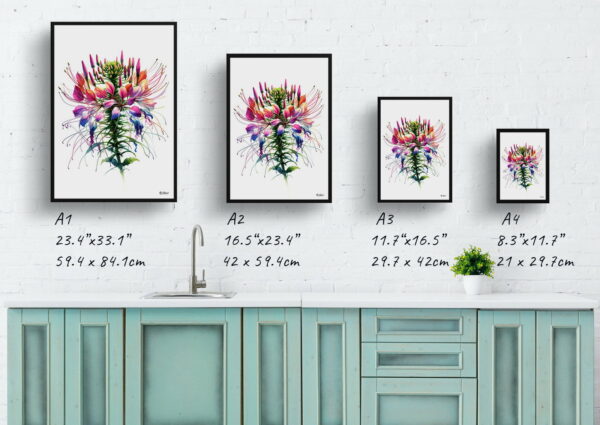 watercolour realist flowers spider flowercleome print size comparison 1