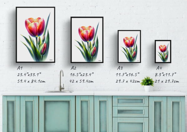 watercolour realist flowers tuliptulipa print size comparison 1