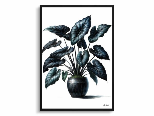 watercolour realist home plants black velvet alocasiaalocasia reginula front view 1