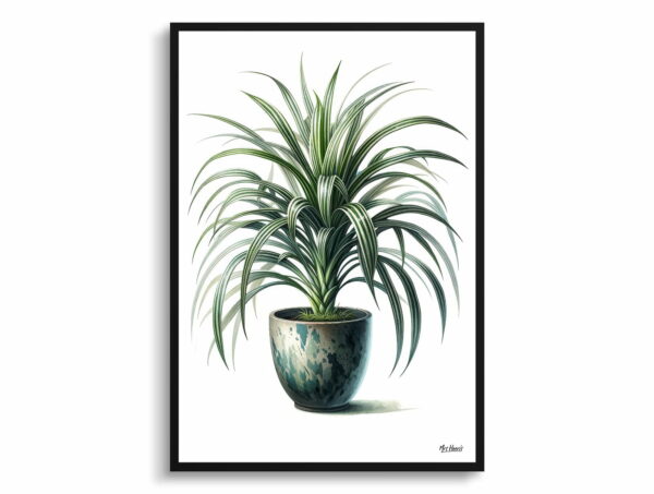 watercolour realist home plants spider plantchlorophytum comosum front view 1